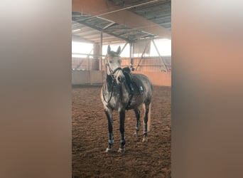 Weitere Warmblüter, Stute, 8 Jahre, 162 cm, Fliegenschimmel