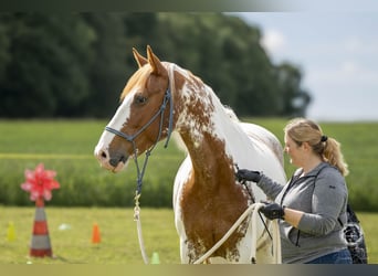 Weitere Warmblüter Mix, Stute, 8 Jahre, 162 cm, Schecke