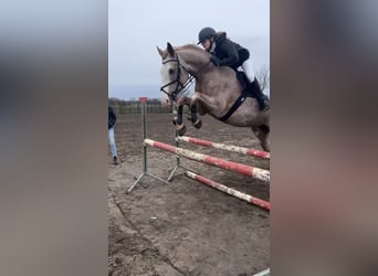 Weitere Warmblüter Mix, Stute, 8 Jahre, 164 cm, Rotschimmel