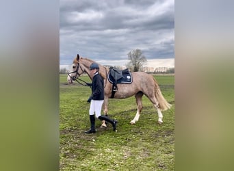 Weitere Warmblüter Mix, Stute, 8 Jahre, 164 cm, Rotschimmel