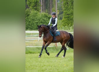 Weitere Warmblüter, Stute, 8 Jahre, 165 cm, Brauner