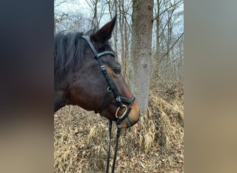 Weitere Warmblüter, Stute, 8 Jahre, 165 cm, Brauner