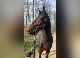 Weitere Warmblüter, Stute, 8 Jahre, 165 cm, Brauner