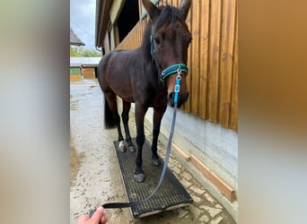 Weitere Warmblüter, Stute, 8 Jahre, 165 cm, Brauner