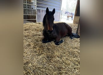 Weitere Warmblüter, Stute, 8 Jahre, 165 cm, Brauner