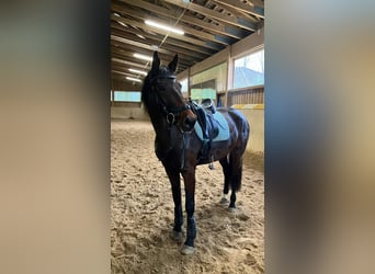 Weitere Warmblüter, Stute, 8 Jahre, 165 cm, Brauner