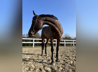 Weitere Warmblüter, Stute, 8 Jahre, 165 cm, Brauner