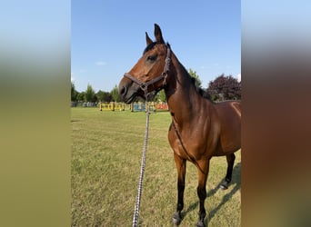 Weitere Warmblüter, Stute, 8 Jahre, 165 cm, Brauner