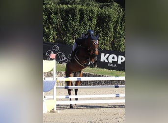 Weitere Warmblüter, Stute, 8 Jahre, 165 cm, Brauner