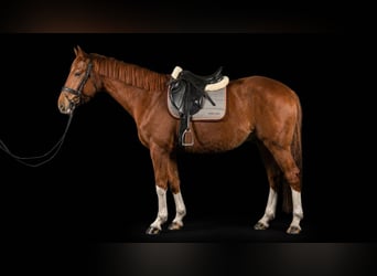 Weitere Warmblüter, Stute, 8 Jahre, 165 cm, Fuchs