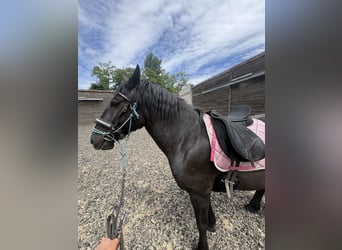 Weitere Warmblüter, Stute, 8 Jahre, 165 cm, Rappe