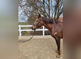 Weitere Warmblüter, Stute, 8 Jahre, 169 cm, Dunkelfuchs
