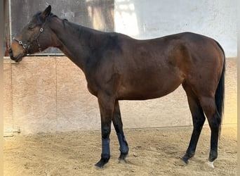 Weitere Warmblüter, Stute, 8 Jahre, 170 cm, Dunkelbrauner