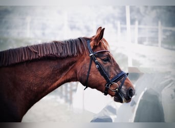 Weitere Warmblüter, Stute, 8 Jahre, 175 cm, Dunkelfuchs