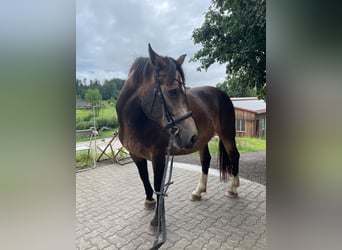 Weitere Warmblüter, Stute, 8 Jahre