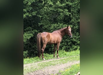 Weitere Warmblüter Mix, Stute, 9 Jahre, 150 cm, Fuchs