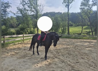Weitere Warmblüter Mix, Stute, 9 Jahre, 150 cm, Rappe
