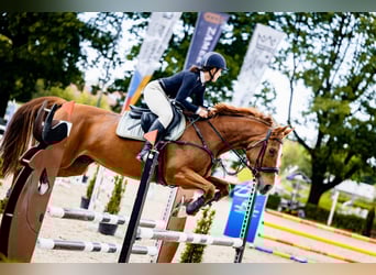 Weitere Warmblüter, Stute, 9 Jahre, 158 cm, Fuchs