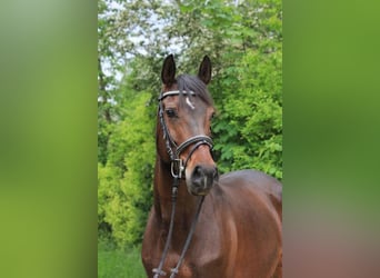 Weitere Warmblüter, Stute, 9 Jahre, 160 cm, Dunkelbrauner