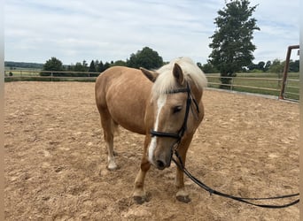 Weitere Warmblüter, Stute, 9 Jahre, 160 cm, Palomino