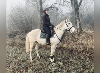 Weitere Warmblüter, Stute, 9 Jahre, 160 cm, Schimmel