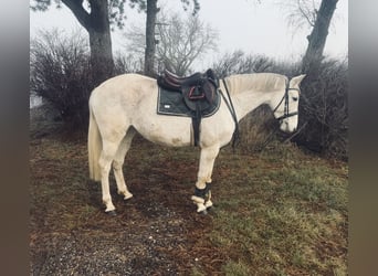 Weitere Warmblüter, Stute, 9 Jahre, 160 cm, Schimmel