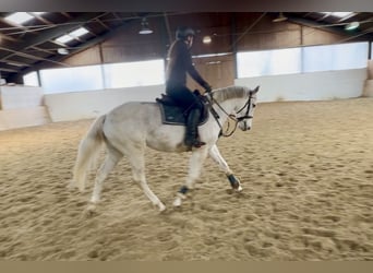 Weitere Warmblüter, Stute, 9 Jahre, 160 cm, Schimmel