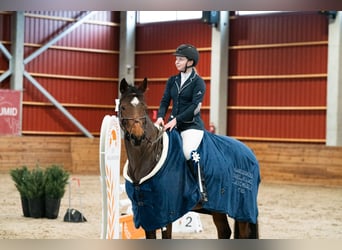 Weitere Warmblüter, Stute, 9 Jahre, 163 cm, Rotbrauner