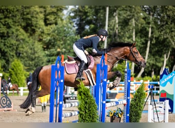 Weitere Warmblüter, Stute, 9 Jahre, 163 cm, Rotbrauner