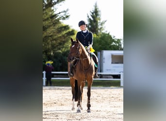 Weitere Warmblüter, Stute, 9 Jahre, 163 cm, Rotbrauner