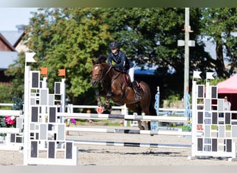 Weitere Warmblüter, Stute, 9 Jahre, 163 cm, Rotbrauner