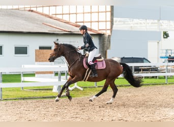 Weitere Warmblüter, Stute, 9 Jahre, 163 cm, Rotbrauner