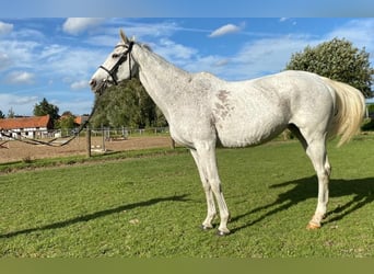Weitere Warmblüter, Stute, 9 Jahre, 164 cm, Fliegenschimmel