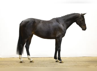 Weitere Warmblüter, Stute, 9 Jahre, 165 cm, Dunkelbrauner Weitere Warmblüter, Stute, 9 Jahre, 165 cm, Dunkelbrauner