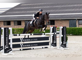 Weitere Warmblüter, Stute, 9 Jahre, 165 cm, Dunkelbrauner Weitere Warmblüter, Stute, 9 Jahre, 165 cm, Dunkelbrauner