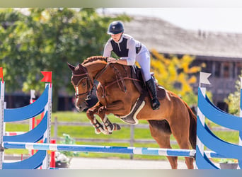Weitere Warmblüter, Stute, 9 Jahre, 165 cm, Fuchs