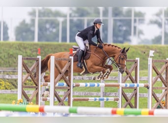 Weitere Warmblüter, Stute, 9 Jahre, 165 cm, Fuchs