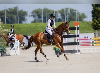 Weitere Warmblüter, Stute, 9 Jahre, 165 cm, Fuchs