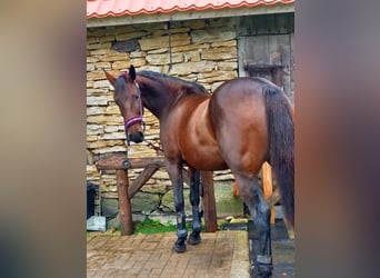 Weitere Warmblüter, Stute, 9 Jahre, 165 cm, Rotbrauner