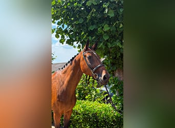 Weitere Warmblüter, Stute, 9 Jahre, 166 cm, Brauner