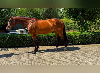 Weitere Warmblüter, Stute, 9 Jahre, 166 cm, Brauner