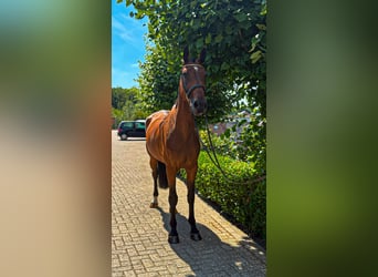 Weitere Warmblüter, Stute, 9 Jahre, 166 cm, Brauner