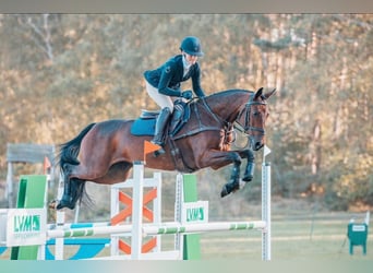 Weitere Warmblüter, Stute, 9 Jahre, 167 cm