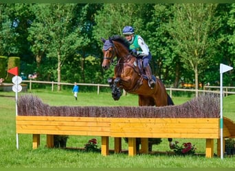 Weitere Warmblüter, Stute, 9 Jahre, 167 cm
