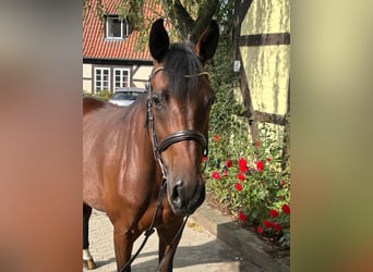 Weitere Warmblüter, Stute, 9 Jahre, 167 cm