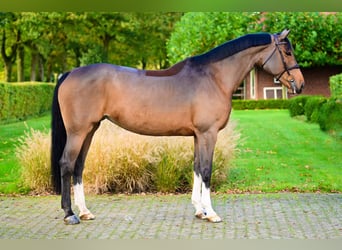 Weitere Warmblüter, Stute, 9 Jahre, 168 cm, Brauner