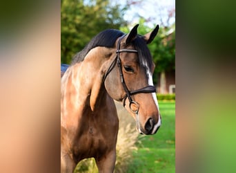 Weitere Warmblüter, Stute, 9 Jahre, 168 cm, Brauner