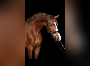 Weitere Warmblüter, Stute, 9 Jahre, 168 cm