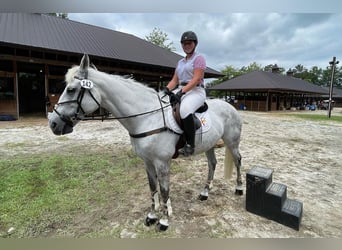Weitere Warmblüter, Stute, 9 Jahre, 170 cm, Apfelschimmel