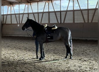 Weitere Warmblüter, Stute, 9 Jahre, 170 cm, Dunkelbrauner
